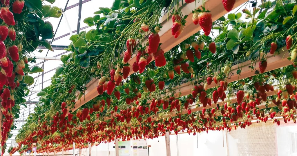 Hydroponic Strawberries Farming: A Comprehensive Guide