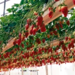 Hydroponic Strawberries Farming: A Comprehensive Guide