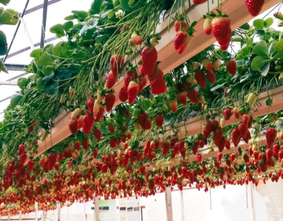 Hydroponic Strawberries Farming: A Comprehensive Guide