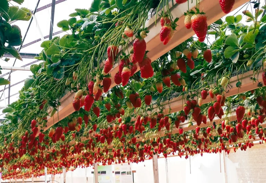 Hydroponic Strawberries Farming: A Comprehensive Guide