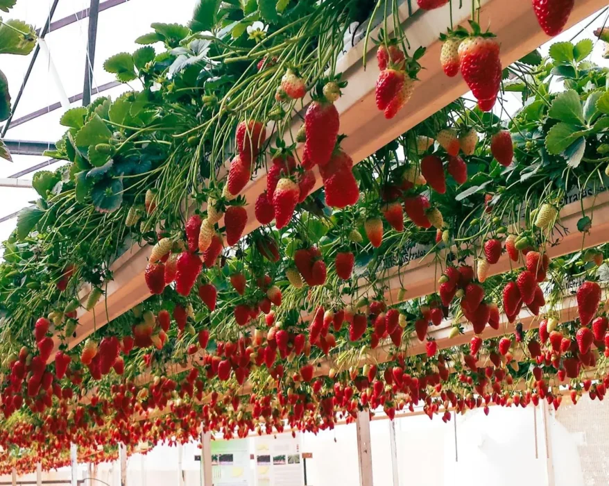 Hydroponic Strawberries Farming: A Comprehensive Guide