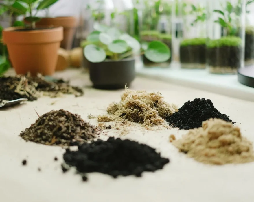 How To Choose the Best Soil for Thriving Houseplants