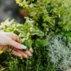 Grow Your Own Herbs: The Ultimate Guide to Indoor Herb Gardening