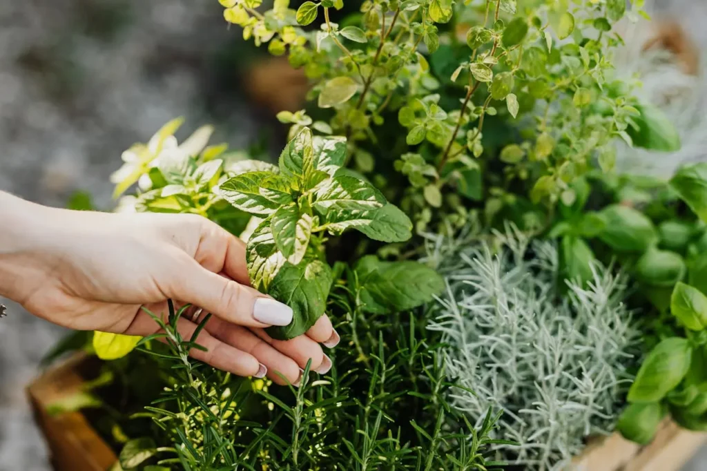 Grow Your Own Herbs: The Ultimate Guide to Indoor Herb Gardening