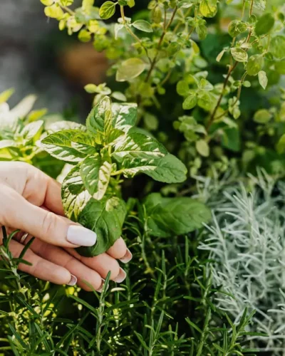 Grow Your Own Herbs: The Ultimate Guide to Indoor Herb Gardening