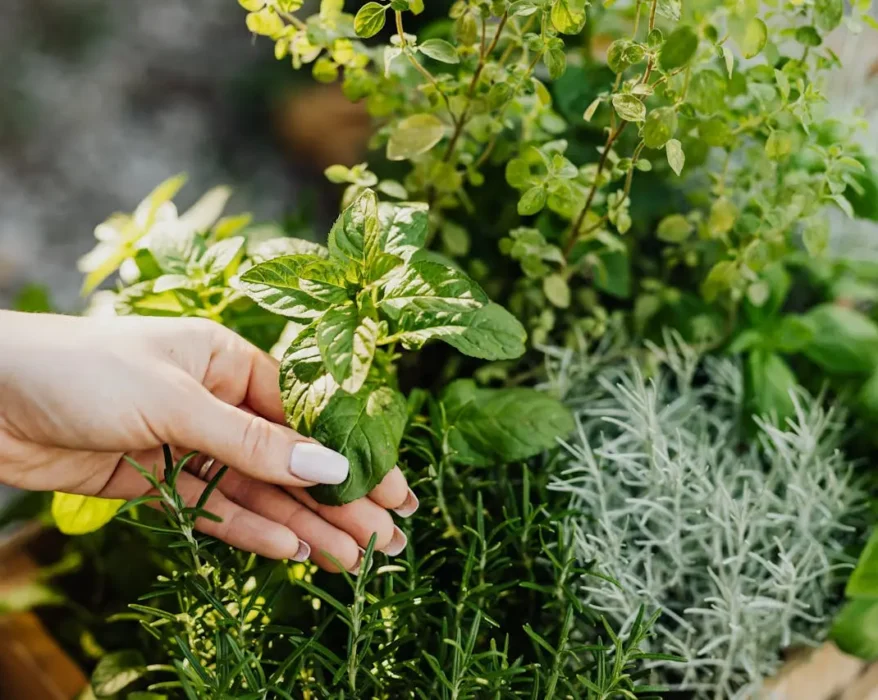 Grow Your Own Herbs: The Ultimate Guide to Indoor Herb Gardening