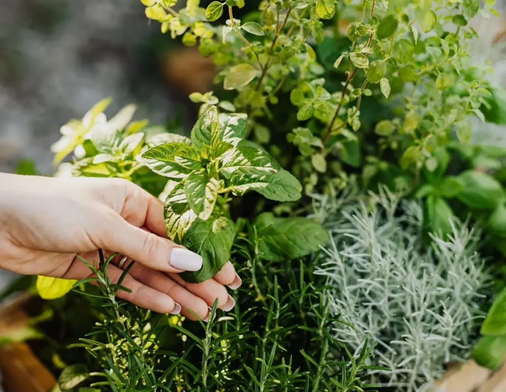 Grow Your Own Herbs: The Ultimate Guide to Indoor Herb Gardening