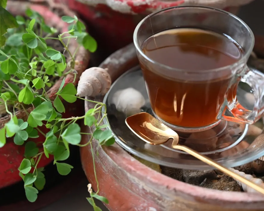 How to Grow Tea Indoors: Brew Your Own tea