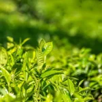 Grow Your Own Tea Garden in Your Backyard