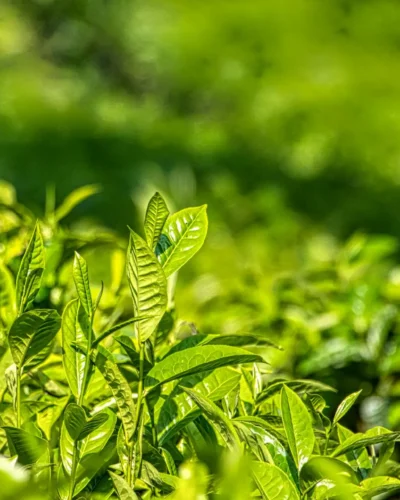 Grow Your Own Tea Garden in Your Backyard