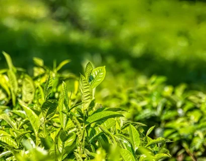 Grow Your Own Tea Garden in Your Backyard