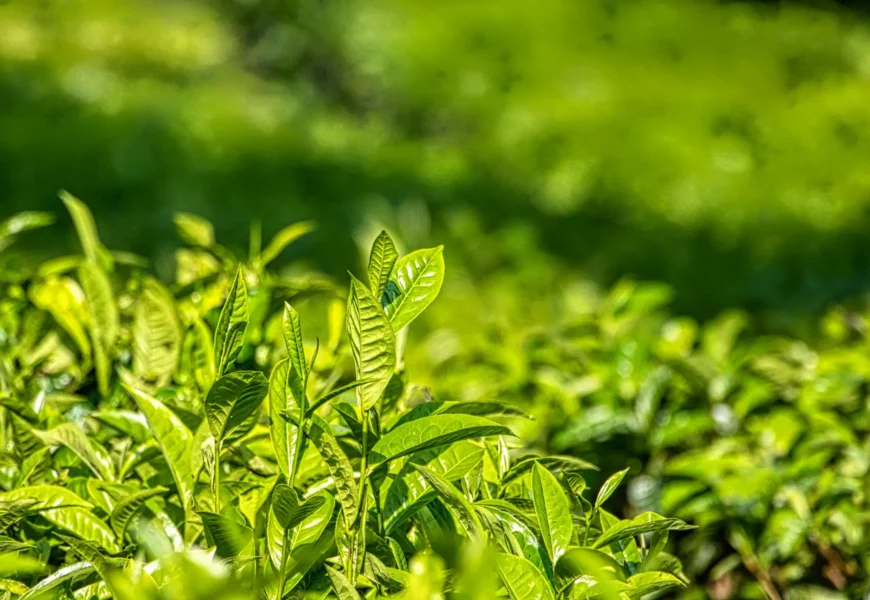 Grow Your Own Tea Garden in Your Backyard